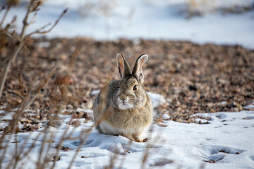 Cotton tail hare in Wyoming snow rocks