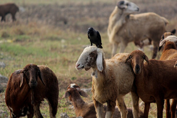 Carrion crow on the shepherd head