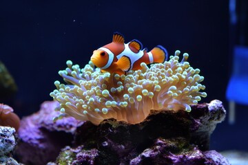 Vibrant clownfish on anemone in reef tank. Perfect for marine life, ocean, or aquarium themes.