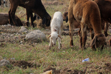 Fototapeta premium goats on road beside farm land