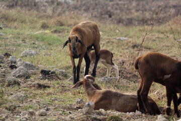 goats on road beside farm land