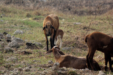 goats on road beside farm land