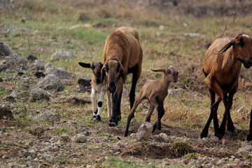 goats on road beside farm land