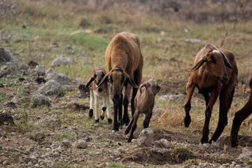 goats on road beside farm land