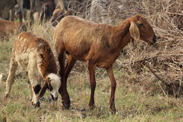 goats on road beside farm land