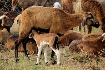 goats on road beside farm land