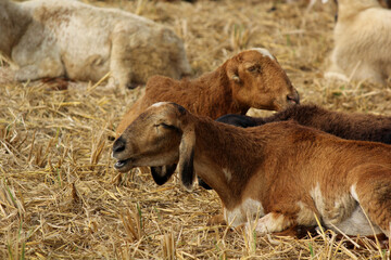 Fototapeta premium goats on road beside farm land