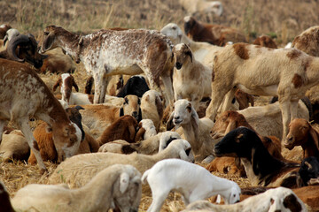 Fototapeta premium goats on road beside farm land