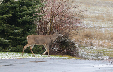 Whitetail buck on Washington farm