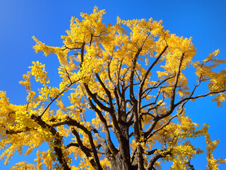 丸の内　行幸通りのイチョウ並木　東京都
