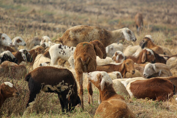 goats on road beside farm land