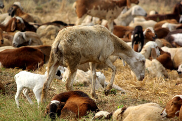 goats on road beside farm land