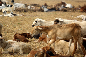 Fototapeta premium goats on road beside farm land