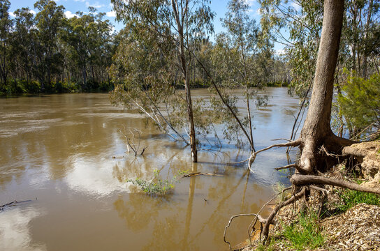 Murray River in Echuca Australia, with an eroded riverbank and a high water level, a muddy brown color, during a flood that submerges the base of the trees and exposes their roots.
