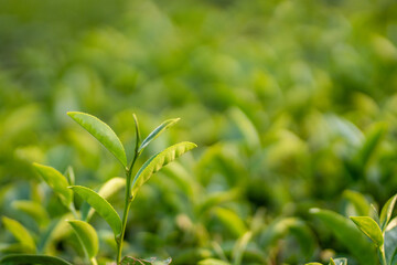 
Planting, Tea, Garden, Young Leaf Green Tea Tree, Herbs, Organic Farm Green Tea Tree, Camellia sinensis, Closed Tea Plantation, Fresh Tree