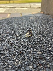 Yellow butterfly on pavement