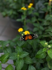 butterfly on flower
