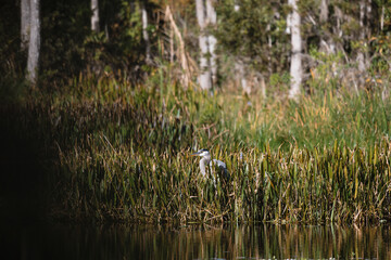 Egret hidden within the brush in South Florida