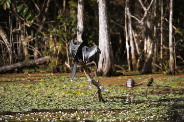 Dark Egret with wings spread in middle of grassy water horizontal