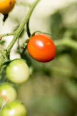 Ripe red cherry tomato on vine with green unripe tomatoes. Close-up, fresh, organic.