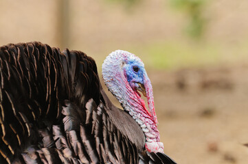 closeup of a male turkey (meleagris gallopavo) in strutt mode