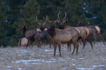 Elk in Washington farm country.