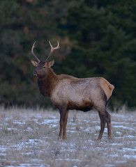 Elk in Washington farm country.