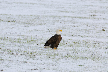 Bald eagle sitting in a snowy field