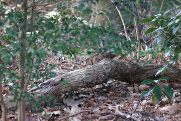 Winter forest floor fallen leaves and fallen trees