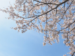 青空をバックに咲き誇る日本の桜