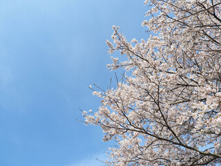 青空をバックに咲き誇る日本の桜