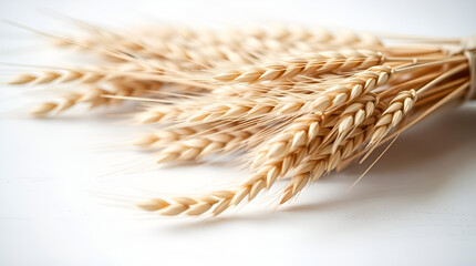 Wheat ears isolated on white background
