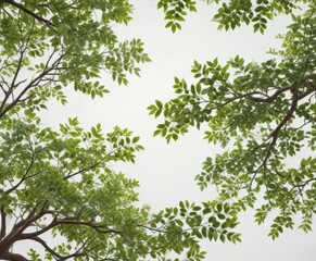 Fototapeta premium High definition tree branches with leaves isolated on white background, close-up, high-definition