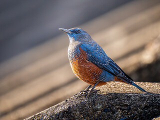 地面を歩くイソヒヨドリ