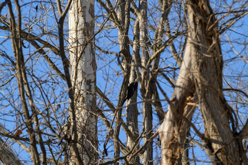 Male Pileated Woodpecker on Sycamore Tree in woods