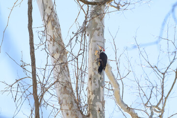 Male Pileated Woodpecker on Sycamore Tree in woods