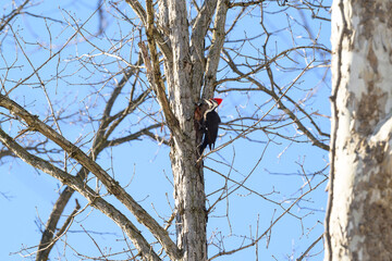 Male Pileated Woodpecker on Sycamore Tree