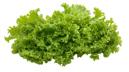 Obraz premium Romaine lettuce fresh green isolated on transparent background 