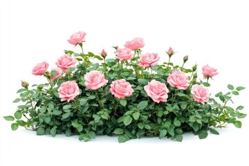 Real pink rose bushes roses flower leaves.