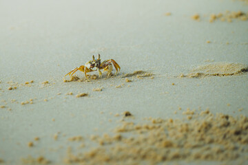 Fiddler Crab on Sandy Beach