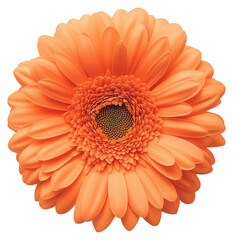 Bright orange flower blooming with vibrant petals and intricate details isolated on transparent background.