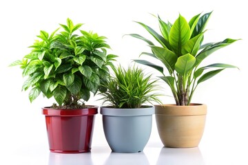 Obraz premium Three Potted Indoor Plants, White Background, Copy Space Left