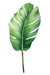 Fototapeta premium Plant leaf white background xanthosoma.