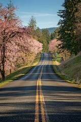 Fototapeta premium A scenic road flanked by cherry blossom trees in full bloom, under a bright blue sky
