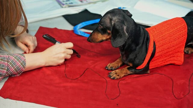 Dachshund dog in knitted vest lies on fabric and helps its owner, seamstress, draw pattern of clothes for pet Courses in cutting and sewing creative hobbies Tailor hand takes measurements with marker