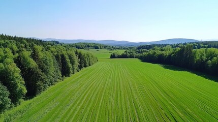 Obraz premium Serene Green Field Landscape