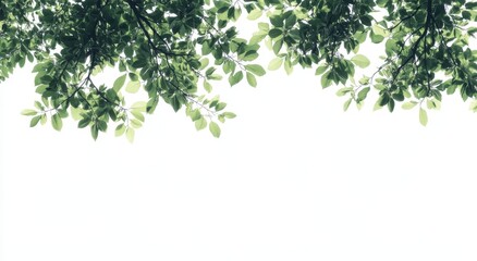 Lush green foliage branches with leaves isolated on white background.