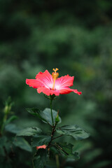 Tropical hibiscus flower pink and red closeup  © Nadia