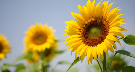 Obraz premium sunflower in the field