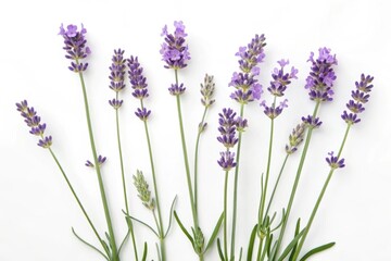 Obraz premium lavender flowers isolated on white